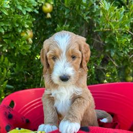 Yellow collar - Yuma (Mexico) - Apricot male Goldendoodle puppy in West Sacramento, California from Pomegranate Doodles