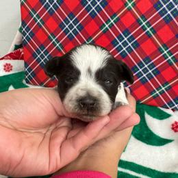 Hot pink girl - Parti female Miniature Schnauzer puppy in Oneonta, Alabama from Murphree Valley Kennels