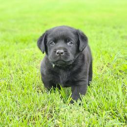 Boy 3-Green - Black male Labrador Retriever puppy in Saunemin, Illinois from Shooting Star Labs
