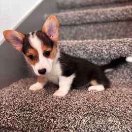 Mahalo - White and black male Pembroke Welsh Corgi puppy in Asheville, Florida from Double C Corgi's