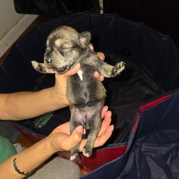 Puppy Girl 3 - Salt and pepper female Miniature Schnauzer puppy in Baldwin, New York from Schnauzy Pawz
