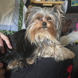 Boomer - Yorkshire Terrier