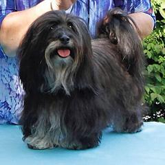 Havana Silk Dogs from Zigfield Havana Silk Dogs