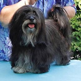 Havana Silk Dogs from Zigfield Havana Silk Dogs