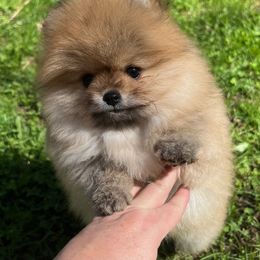 Hattie - Pomeranian