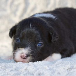 Pecan - Black tri female Miniature American Shepherd puppy in Stephenville, Texas from Diamond H Aussies