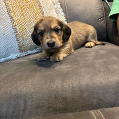 Bruno - Red male Dachshund puppy in Wayland, Iowa from CR Kennels