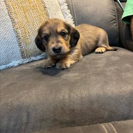 Bruno - Red male Dachshund puppy in Wayland, Iowa from CR Kennels
