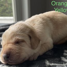 Orange Collar - Yellow Labrador Retriever puppy in Maine from Northern Woods Labs