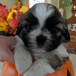 Shih Tzus from Abbey Lane