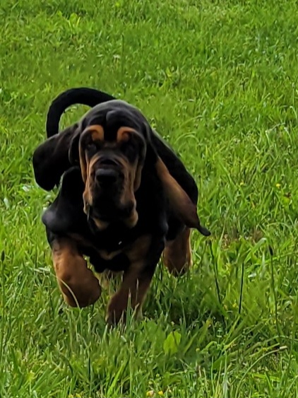 Bloodhound Puppies from KRC Ozark Mountain Bloodhounds