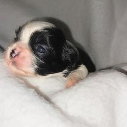 Poe - Black and white male Shih Tzu puppy in Arcadia, Florida from Kitsune Cuddles and kisses