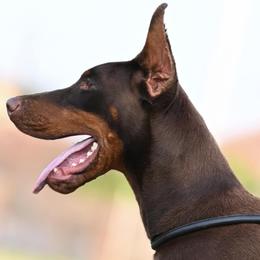 Scarlett - Doberman Pinscher