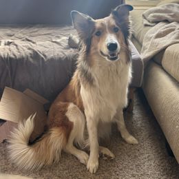 Iona - Companion Cross