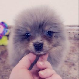 French Bulldog and Pomeranian Puppies from Purrs N Poms