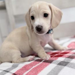 Austin blue collar - Cream male Dachshund puppy in Richmond, Virginia from Irresistible Dachshunds & Cavaliers