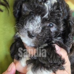 Girl 2 - female Havanese puppy in Sandy, Utah from Sandia