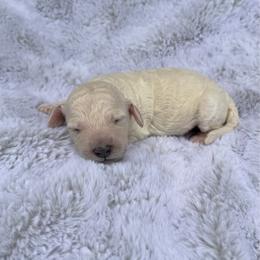 Tiffany - Cream female Poodle puppy in Rocklin, California from Brienwood Poodles