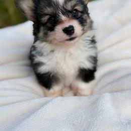 Eevee (Dandelion) - Black and tan female Pembroke Welsh Corgi puppy in Fairchild, Wisconsin from Reigning Corgis