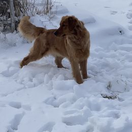 Ellie - Golden Retriever