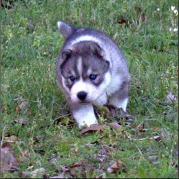 Siberian Husky Puppies from Collusion Siberian’s
