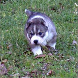 Siberian Husky Puppies from Collusion Siberian’s
