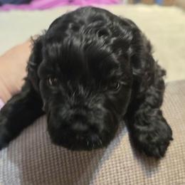 Finn - Black and white male Aussiedoodle puppy in Windom, Texas from Wild Farm Puppies