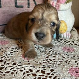 Bubs - Cream male Dachshund puppy in Perryville, Maryland from Heavenly Heritage Dachshunds and Doods