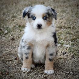 Quincy - Blue merle male Miniature Australian Shepherd puppy in Evant, Texas from Lazy VT Bar Ranch