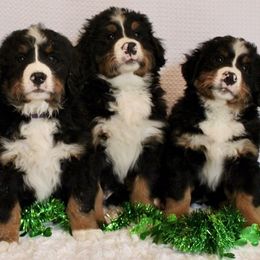 Bernese Mountain Dog Puppies from Baby Berners