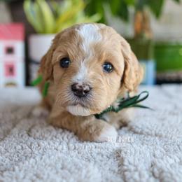 Marco - Red male Cavapoo puppy in Salado, Texas from Red Ranch Dogs