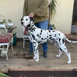 Dalmatian All Grown Up from Gateway Farm Dalmatians
