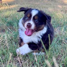 Miniature American Shepherd puppies from Knockout Aussies & MAS