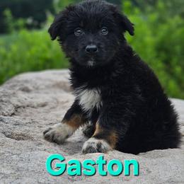 Gaston - Black tri-color male Australian Shepherd puppy in Trout Run, Pennsylvania from Rose Valley Aussies