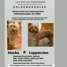 2nd pick Apply if you're interested in a puppy Read Description - Red  male Goldendoodle puppy in Brooklyn, New York from Lyon and Luna Goldendoodles Bernedoodles