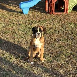 Frankie - Boxer