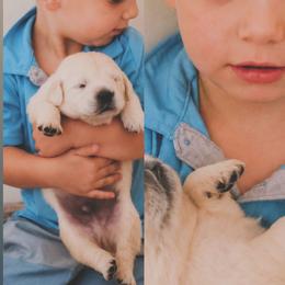 Cypress - Light golden male Golden Retriever puppy in Dunlap, Tennessee from Mountain Laurel Goldens