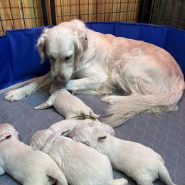 Lola - Golden Retriever