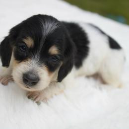 Marshal - Black and cream male Dachshund puppy in Morrow, Ohio from Courtney’s Colorful Doxies