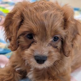Poppy - Red female Cavapoo puppy in Rockvale, Tennessee from Robin's Nest Farm