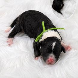 Tucker - Black and white male Aussiedoodle puppy in Hudson, Michigan from Haas Pawz