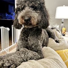 Lulu - Double Doodle