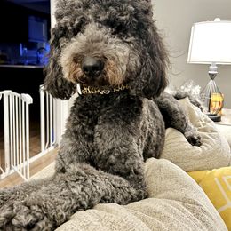 Lulu - Double Doodle