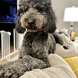 Lulu - Double Doodle