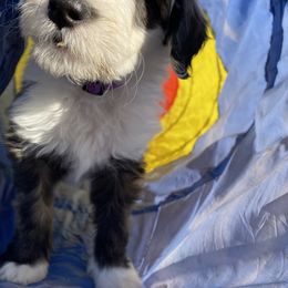 Sheepadoodle Puppies from River City Doodles TN
