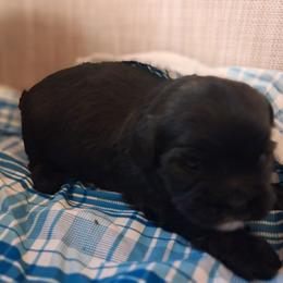 Outlaw - Black male Cavapoo puppy in Montrose, Colorado from Gnomies Furry Friends