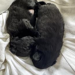 Pomeranian Puppies from Starlight Pomeranians