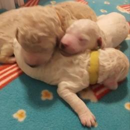 Poodle Puppies from Barbi's Standards