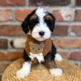Theodore - Tri-color male Bernedoodle puppy in Snohomish, Washington from Refined Doodles