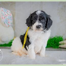 Tink - Parti female Goldendoodle puppy in Connersville, Indiana from Deaz Doodle Ranch